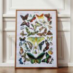 planche zoologique sur les papillons , original 1949