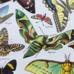 planche zoologique sur les papillons , original 1949