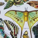 planche zoologique sur les papillons , original 1949