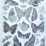 planche zoologique sur les papillons , original 1949
