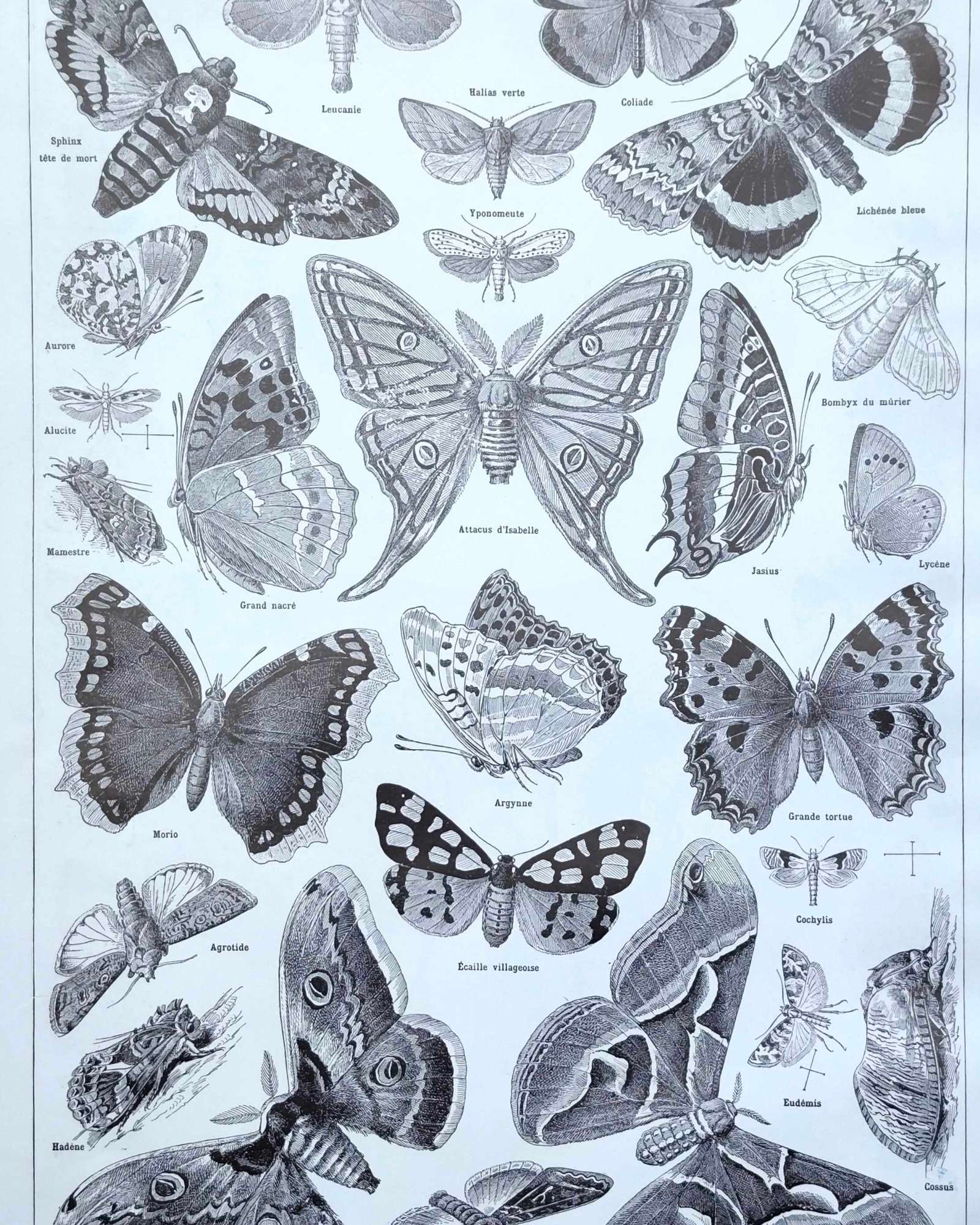 planche zoologique sur les papillons , original 1949