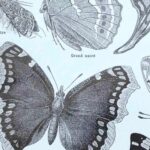 planche zoologique sur les papillons , original 1949