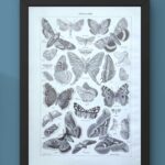 planche zoologique sur les papillons , original 1949