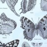 planche zoologique sur les papillons , original 1949